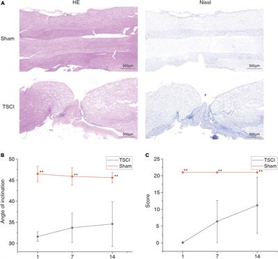 Transcriptome-Wide N6-Methyladenosine Methylome Alteration in the Rat Spinal Cord After Acute Traumatic Spinal Cord Injury